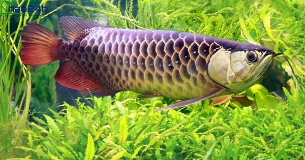 Tìm hiểu về biểu tượng cá rồng trong phong thủy