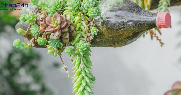 Tiết kiệm chi phí, bảo vệ môi trường nhờ biết tận dụng đồ bỏ đi để làm vườn